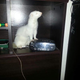 Her first night in her new home, Carbuncle dismantled my alarm clock when it chimed at 7pm